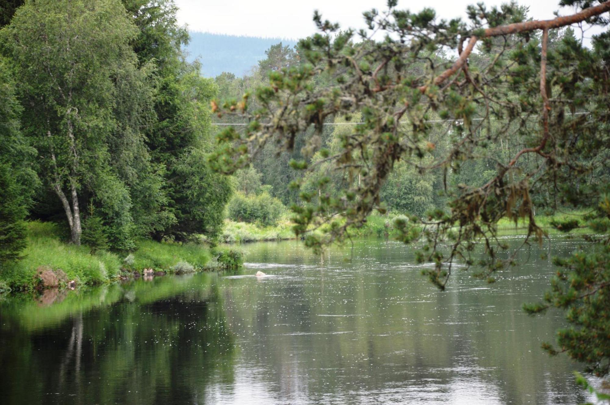 Appartement 15 - Fulufjellets Nasjonalparker - Natur-, Dyre- Og Fugleopplevelser *