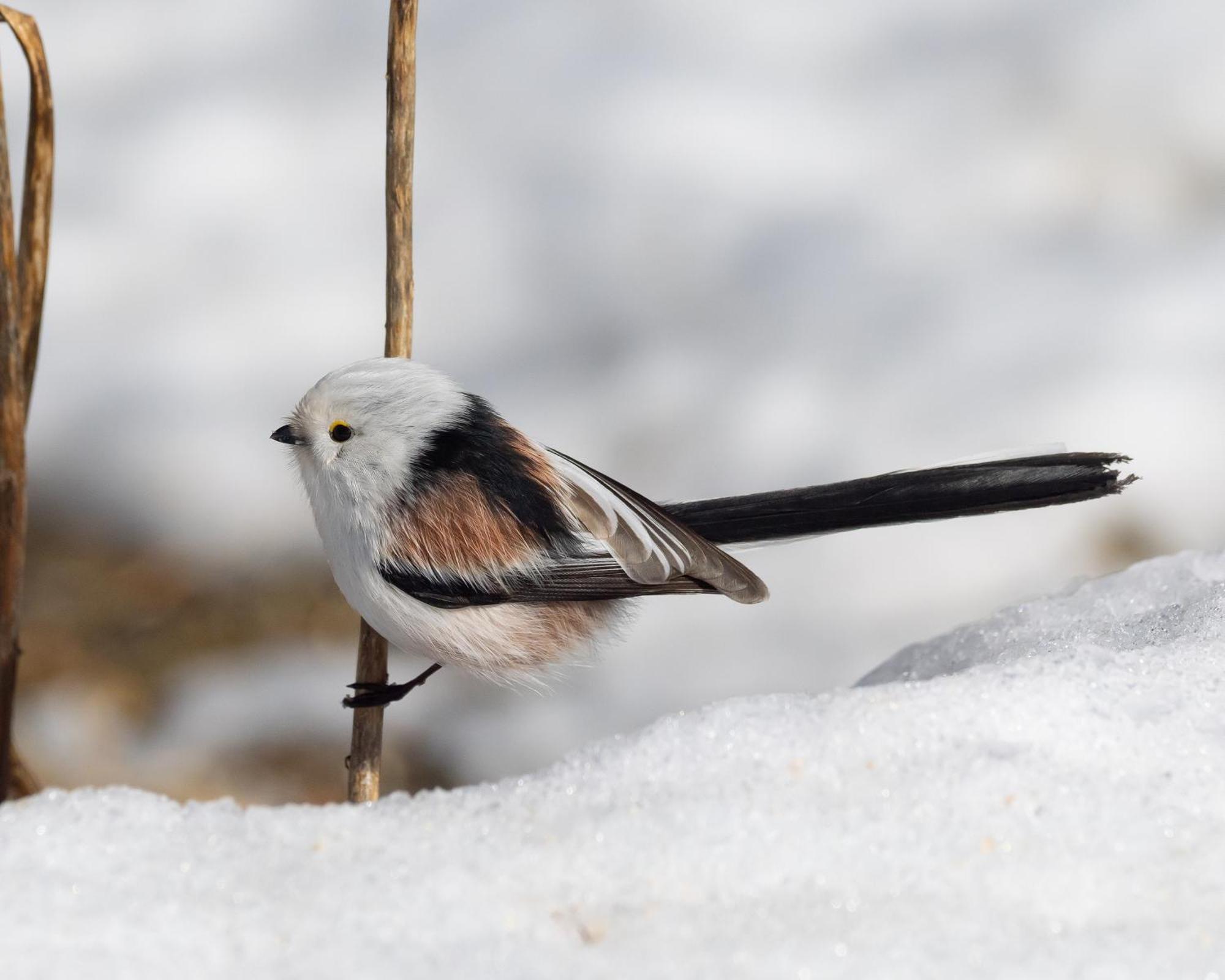 15 - Fulufjellets Nasjonalparker - Natur-, Dyre- Og Fugleopplevelser Ljordalen