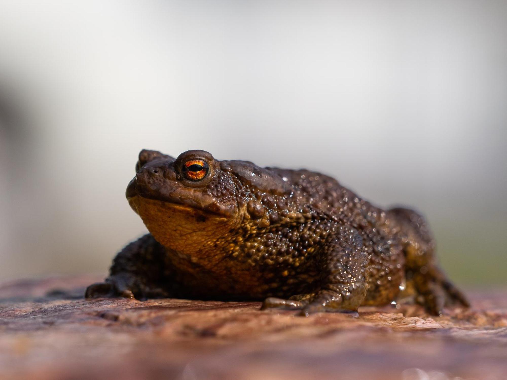 15 - Fulufjellets Nasjonalparker - Natur-, Dyre- Og Fugleopplevelser
