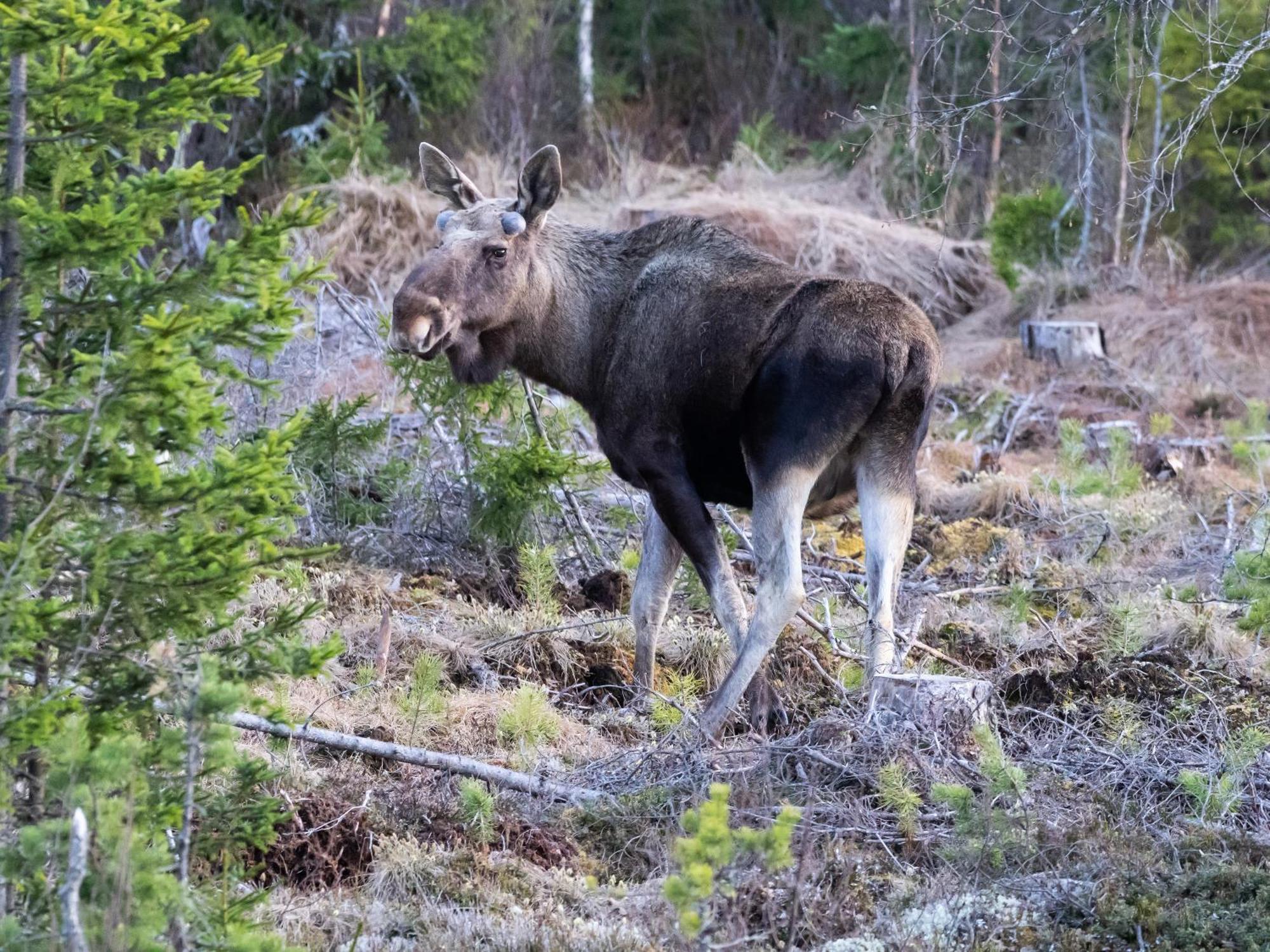 15 - Fulufjellets Nasjonalparker - Natur-, Dyre- Og Fugleopplevelser Ljordalen